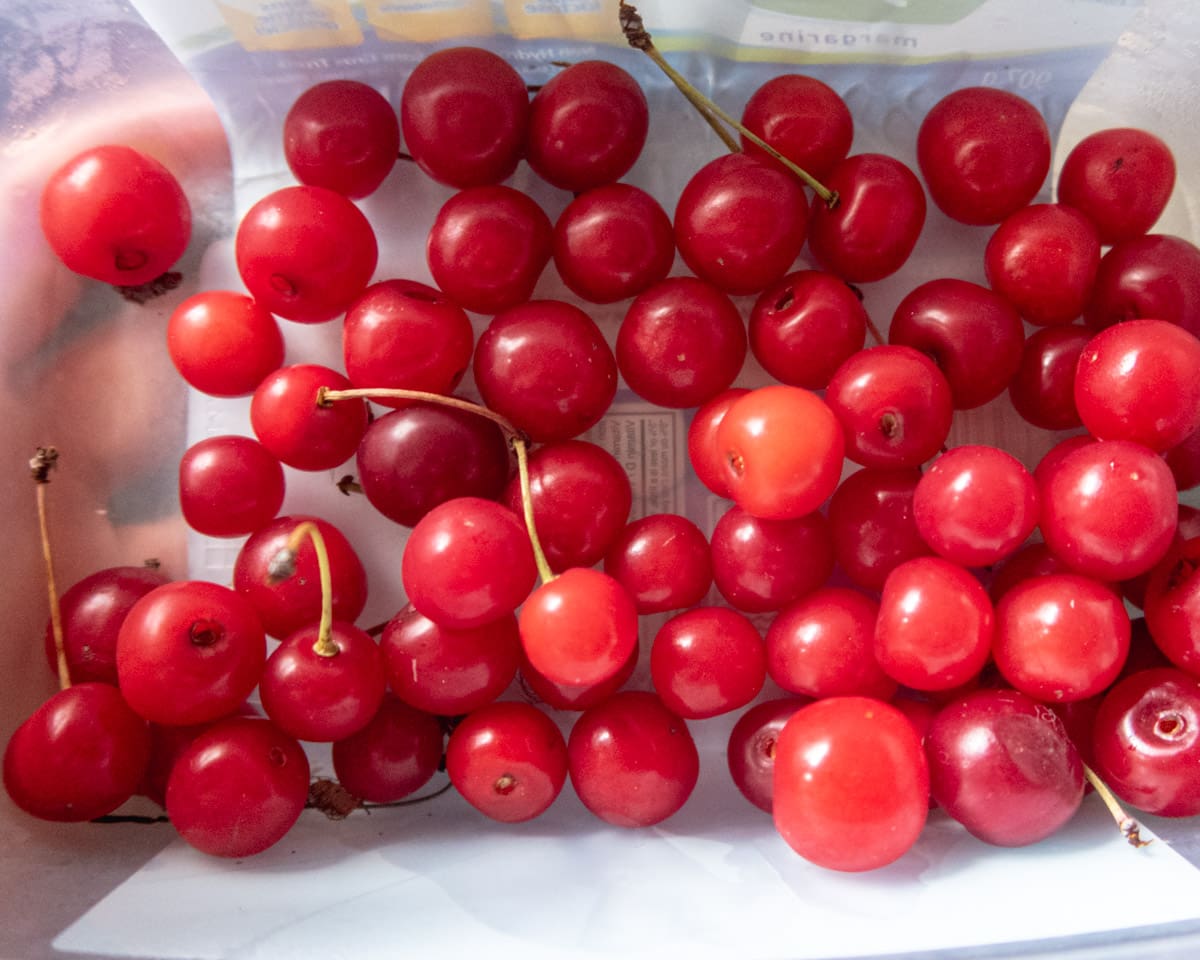 fresh sour cherries ina container